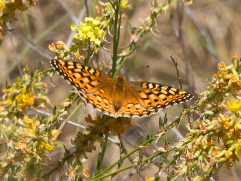 Image of Coronis Fritillary