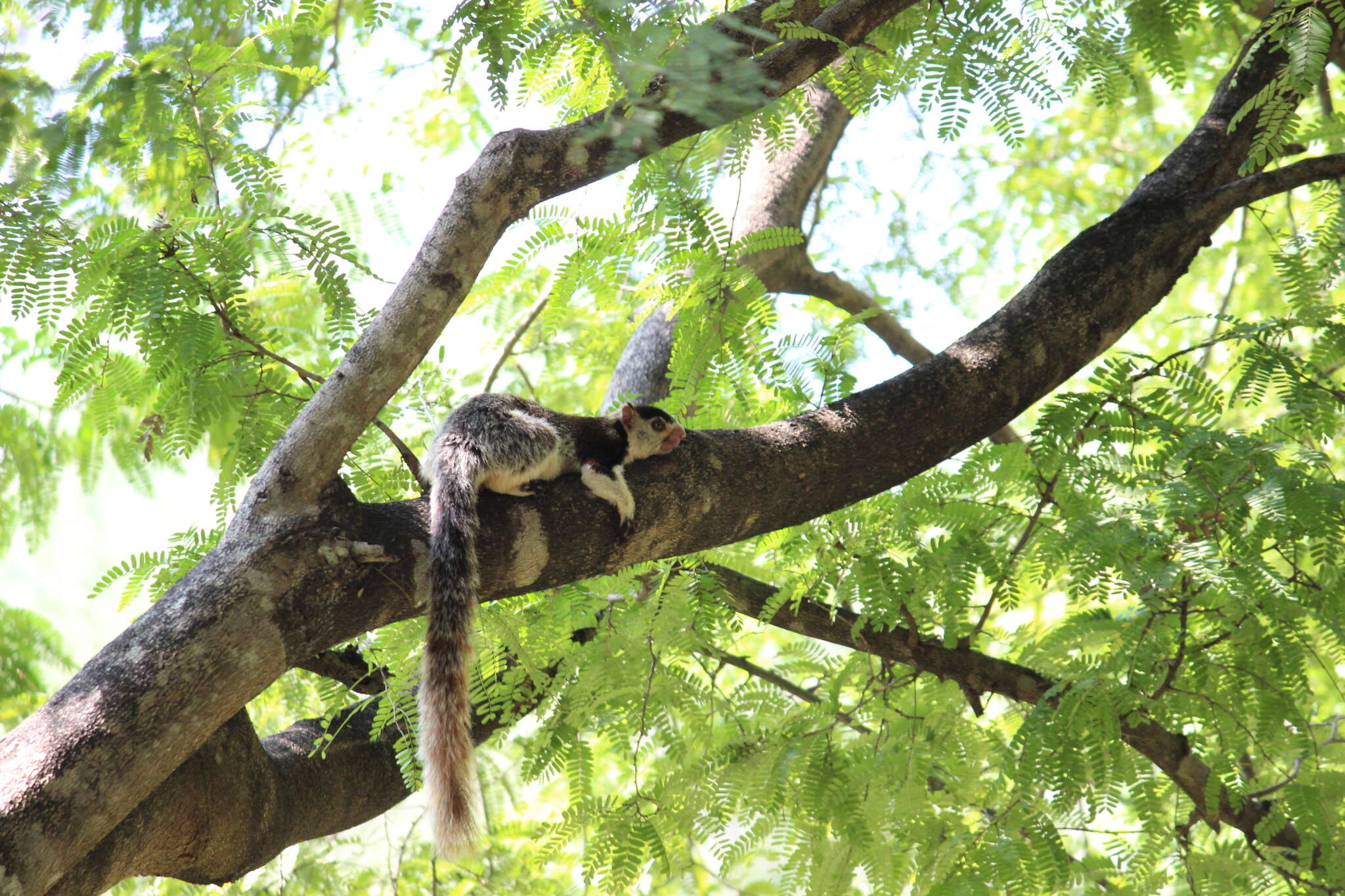 Image of Grizzled Giant Squirrel