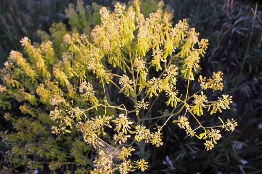 Image of <i>Isatis tinctoria</i>