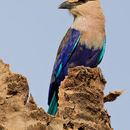 Image of Blue-bellied Roller