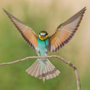 Image of European bee-eater