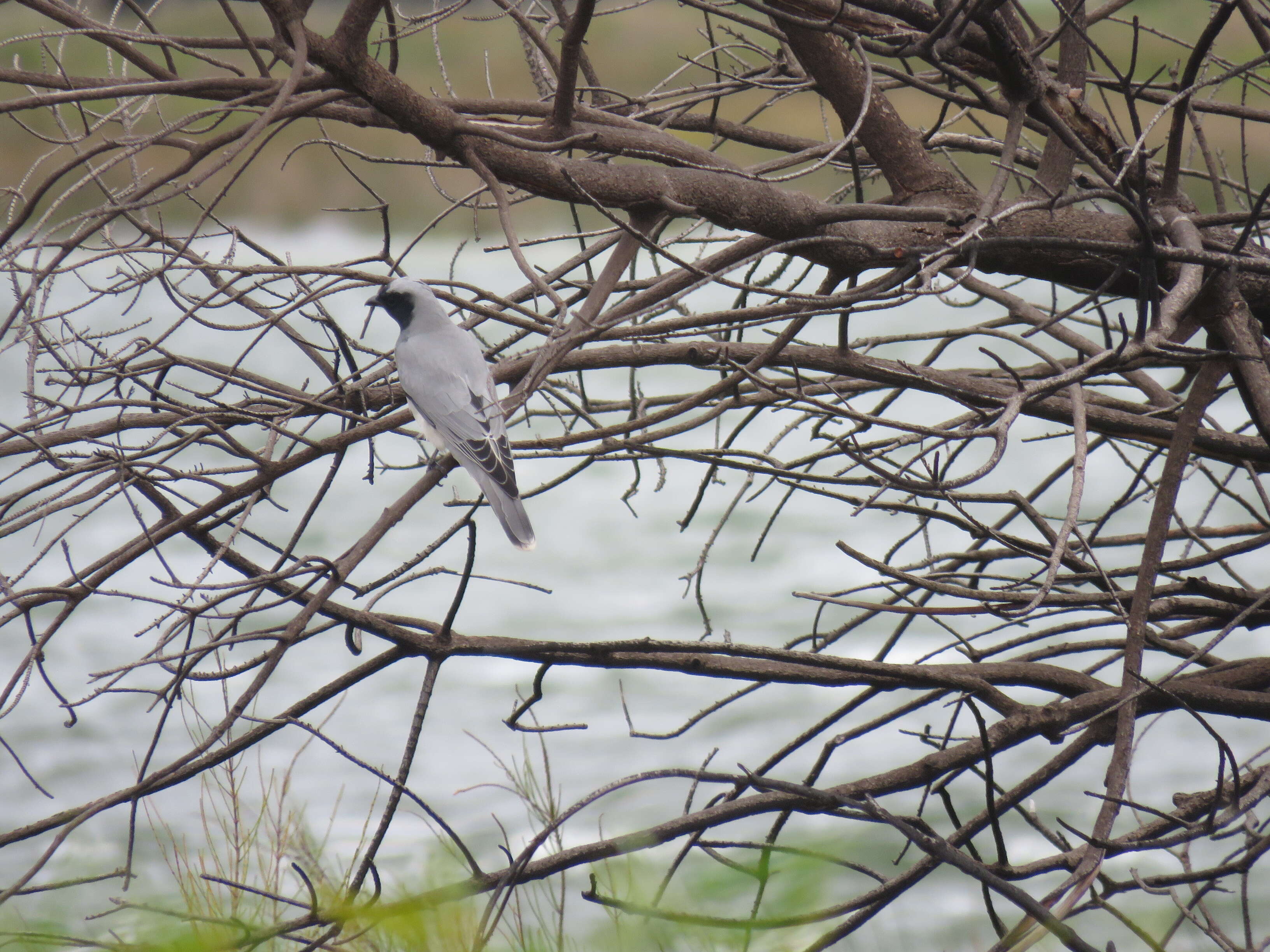 Image of Black-faced Cuckoo-shrike