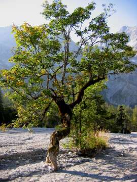 Imagem de Acer pseudoplatanus L.