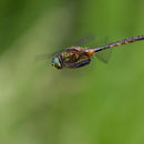 Image of Somatochlora flavomaculata (Vander Linden 1825)