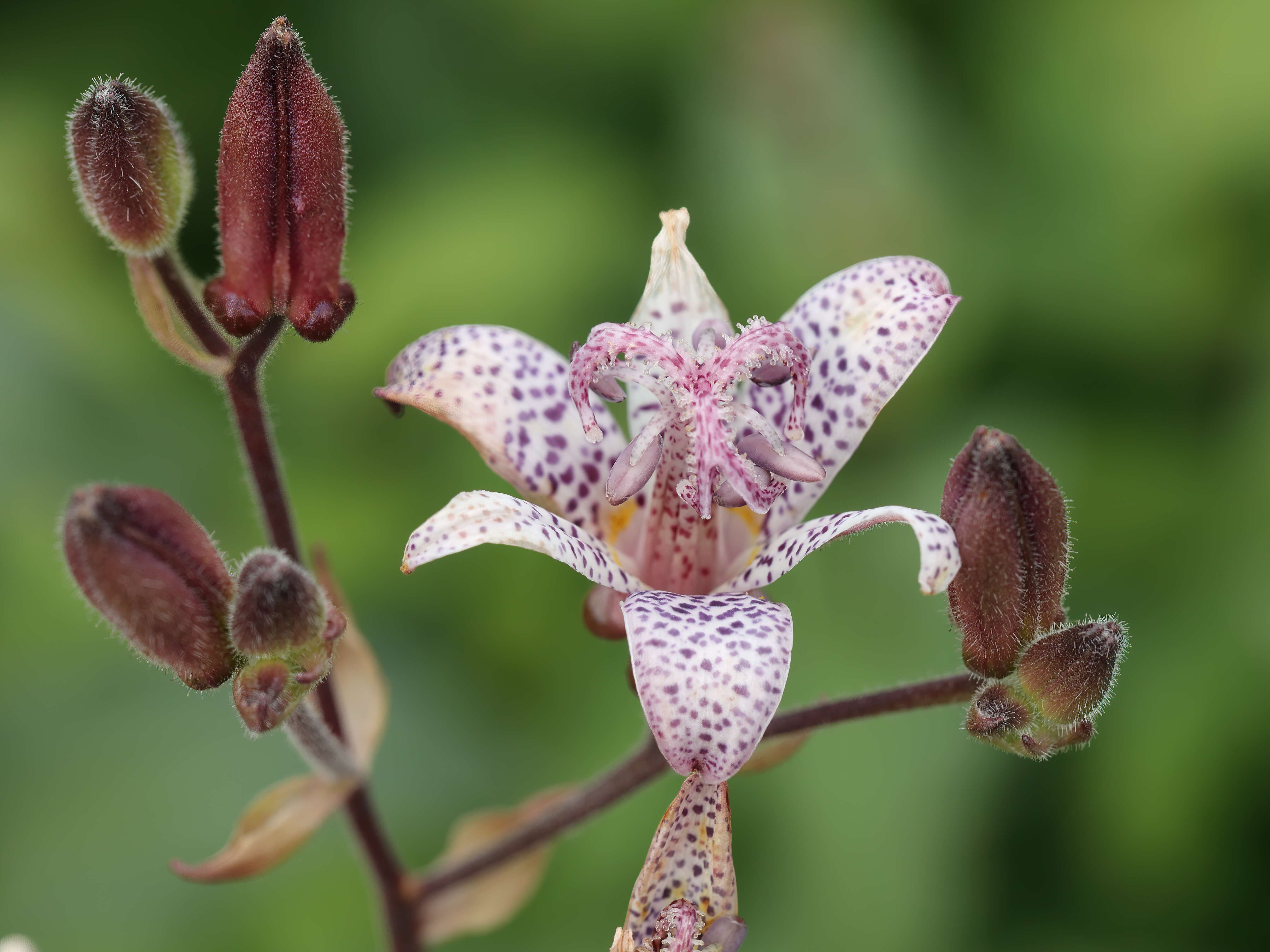 Image of toad lily