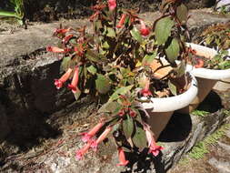 Image of Kohleria hirsuta (Kunth) Regel