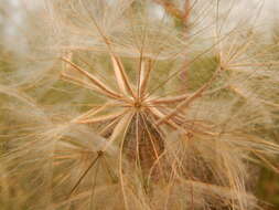 Image of yellow salsify