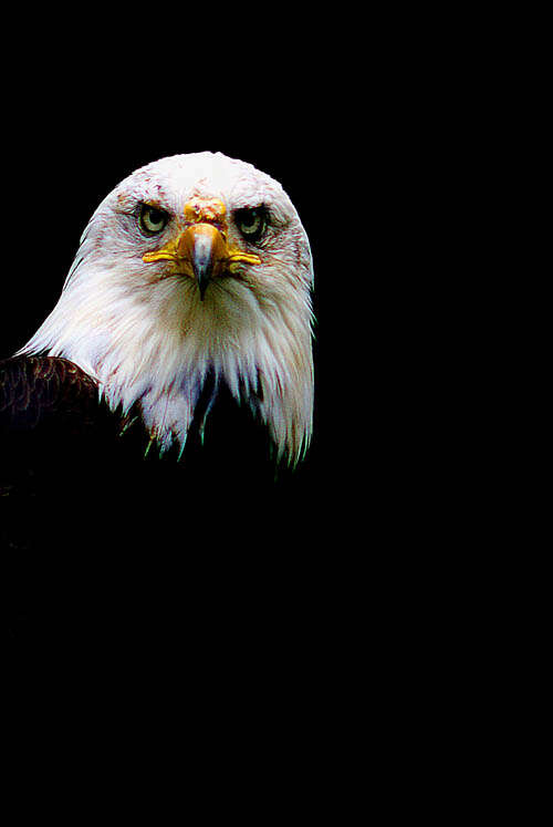 Image of Bald Eagle