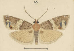 Image of Crocidosema plebejana Zeller 1847