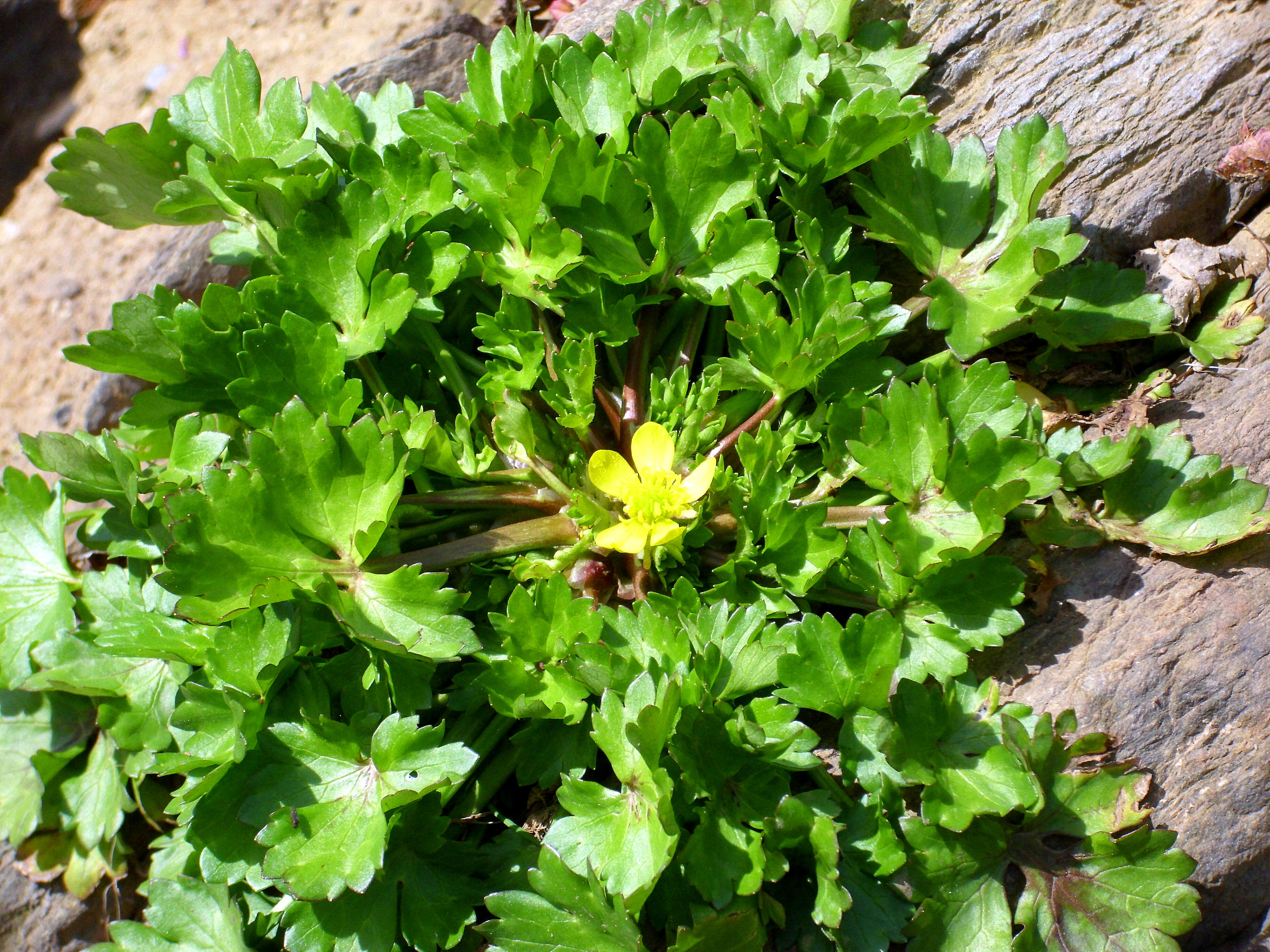 Image of threelobe buttercup