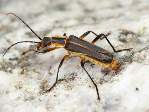 Image of <i>Chauliognathus obscurus</i>
