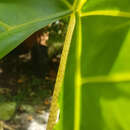 Image of Alocasia portei Schott