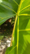 Image of Alocasia portei Schott