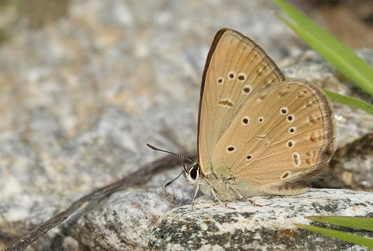 Image of <i>Polyommatus admetus</i> (Esper (1783))