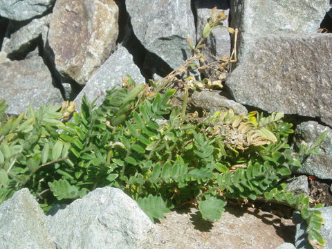 Image of Jacob's-ladder