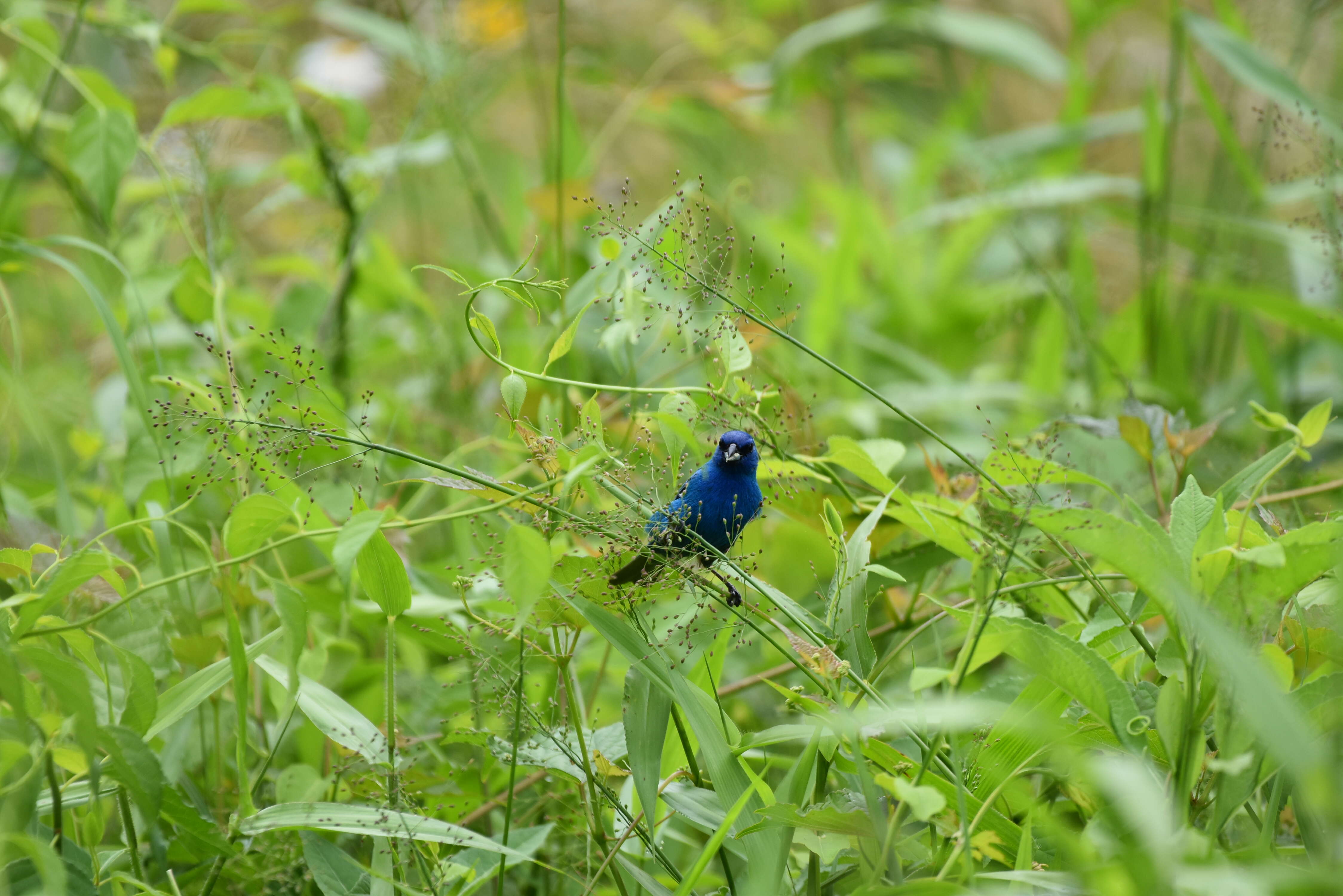 Image of Indigo Bunting