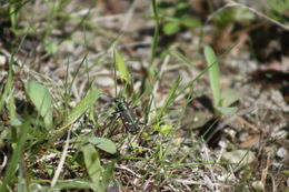 Image of Cicindela (Cicindela) limbalis Klug 1834