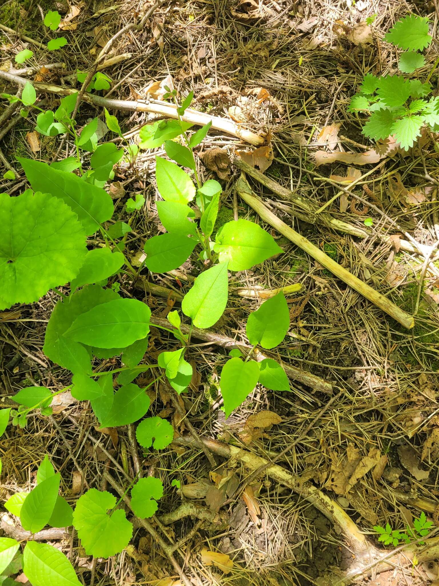 Image of Pulmonaria obscura Dumort.