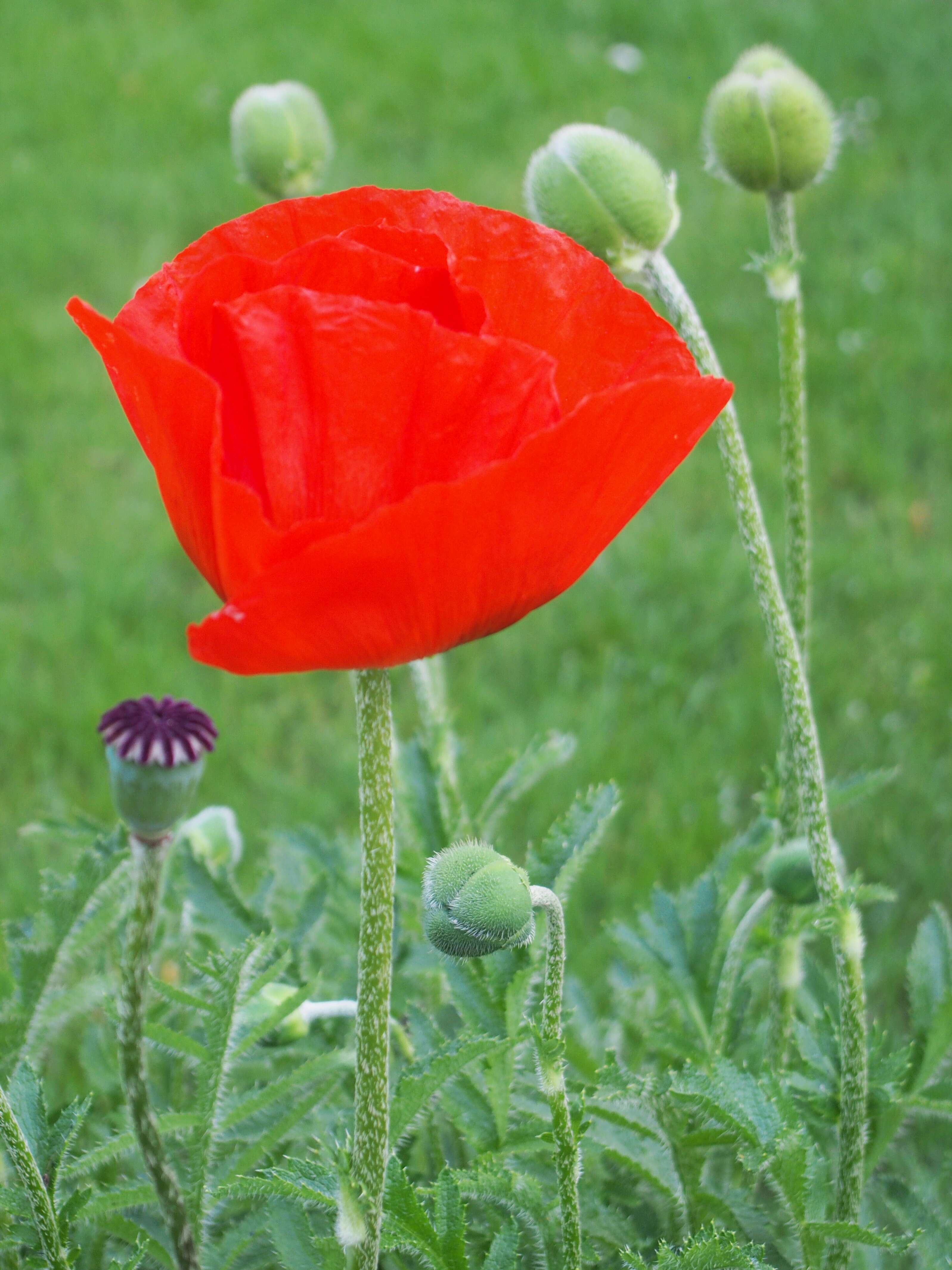 Image of Oriental poppy