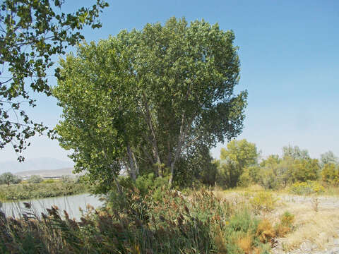 Image of eastern cottonwood