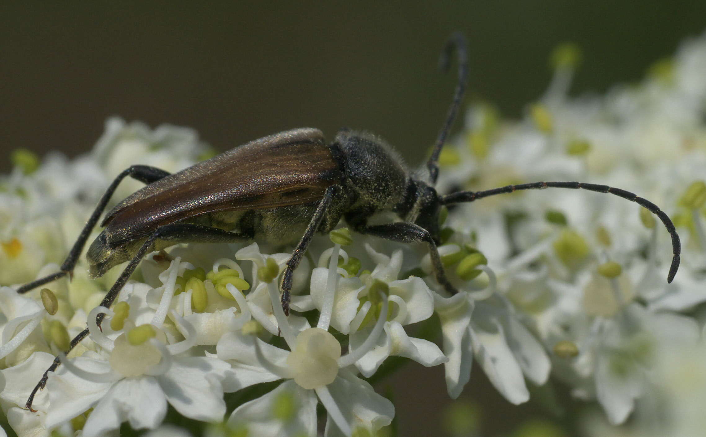 Image of Lepturobosca chrysocoma