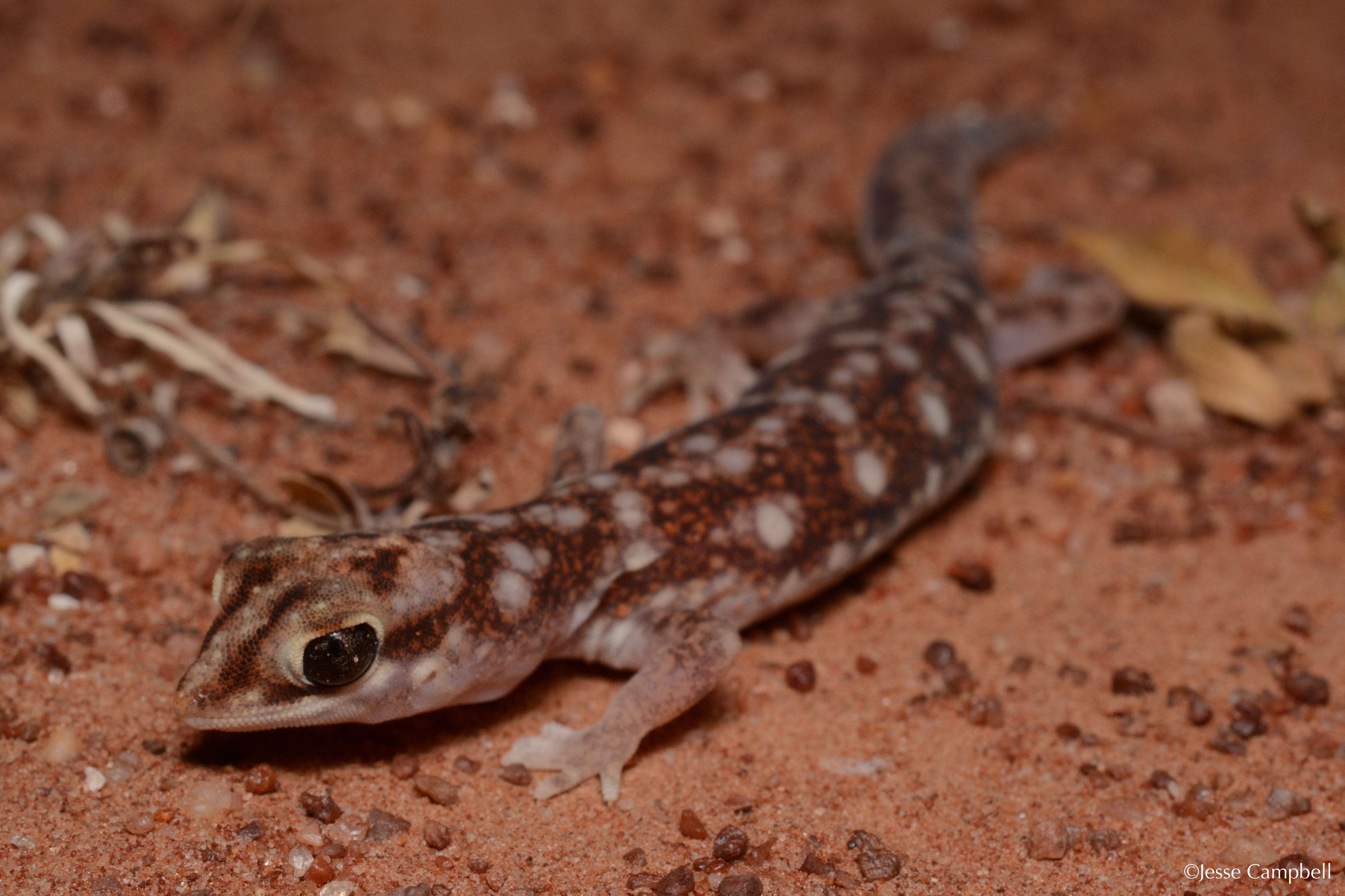 Image of geckos