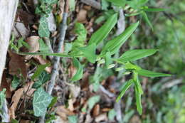 Image of Angular Solomon's Seal