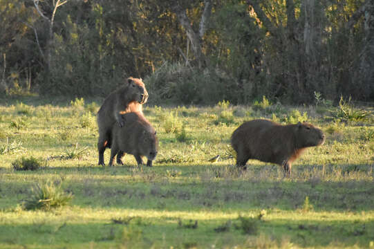 Image of Capybaras