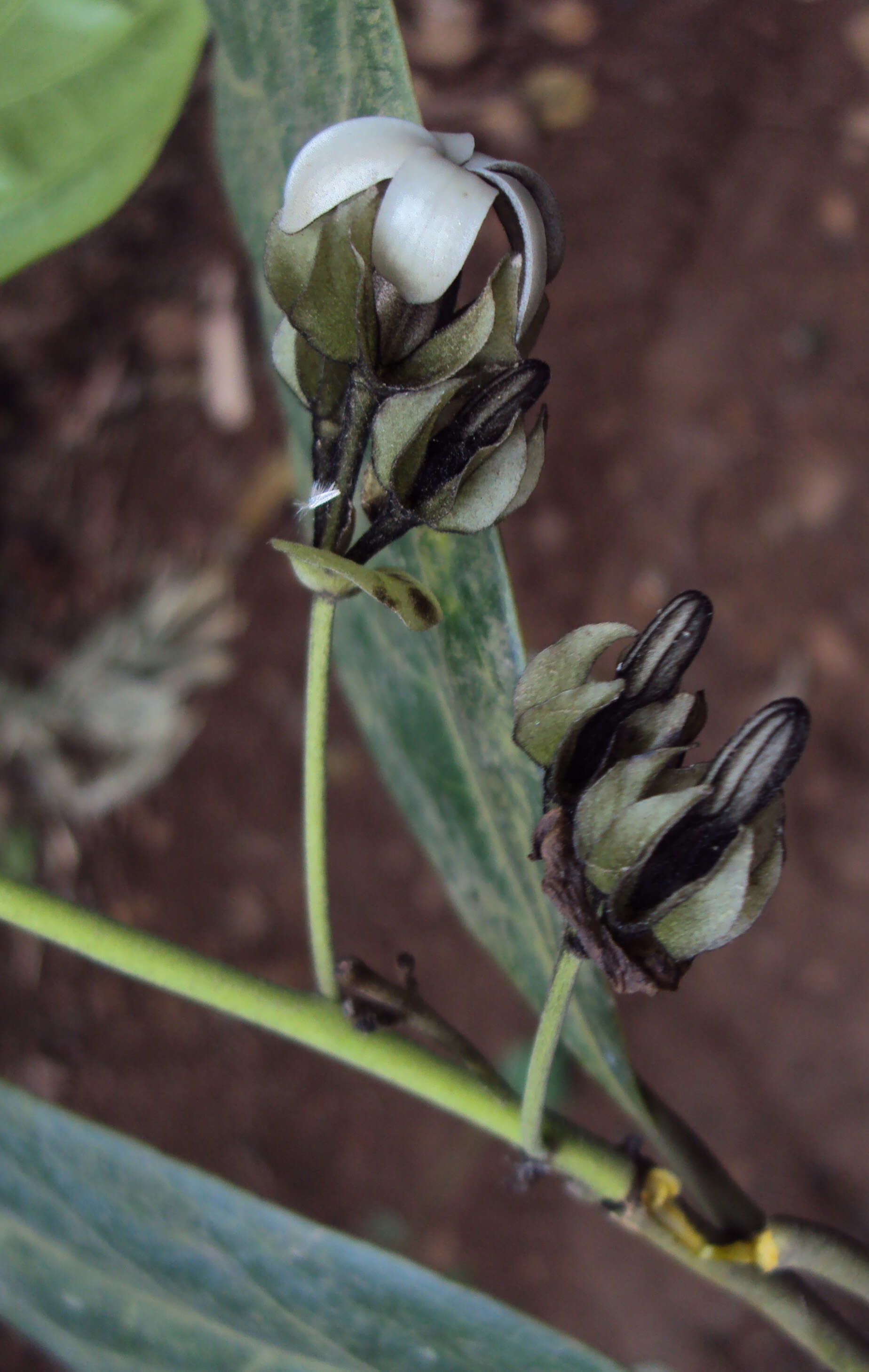 Sivun Diospyros paniculata Dalzell kuva