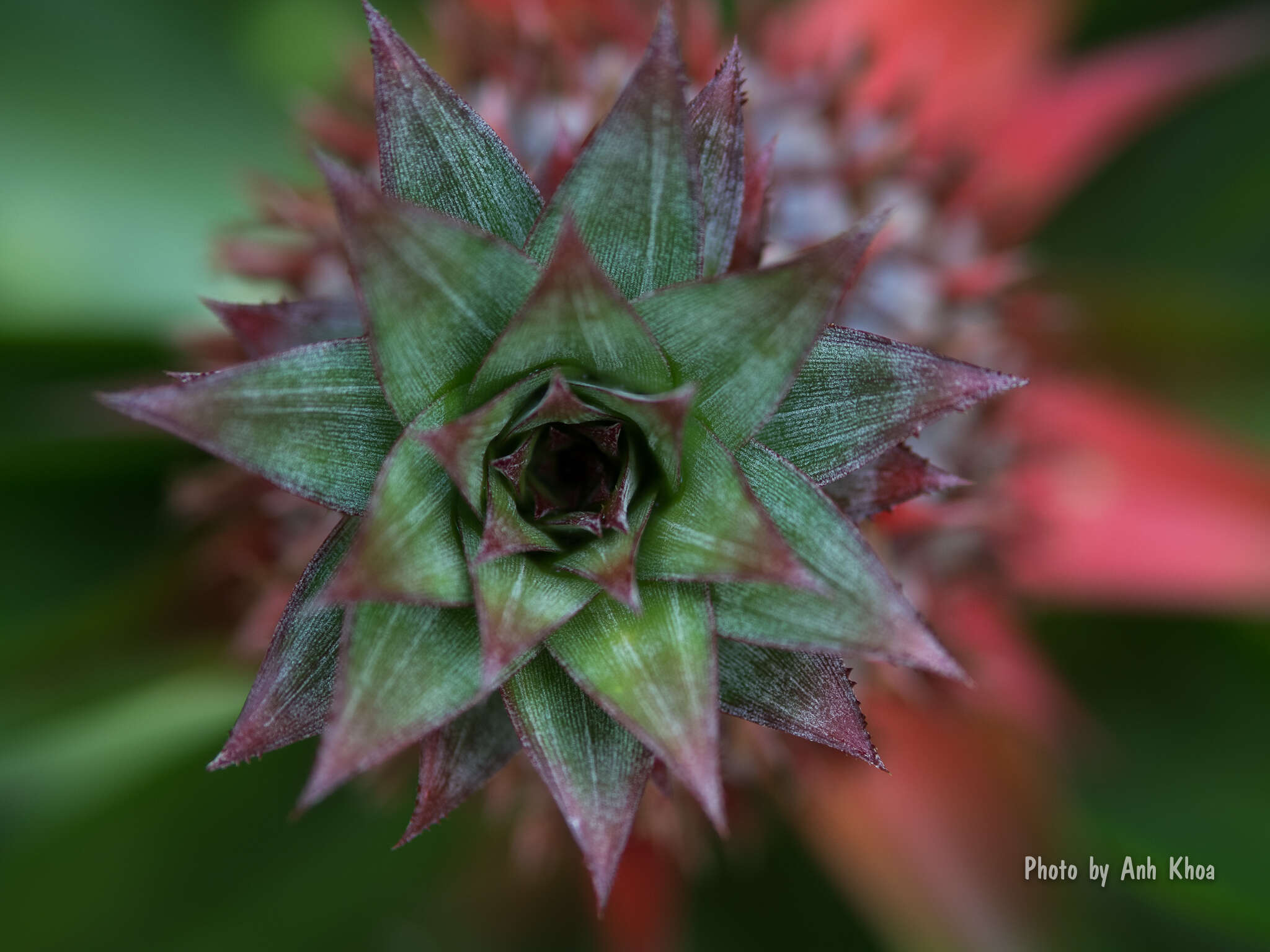 Image of Pineapples