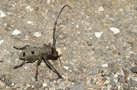 18.https www inaturalist org photos 1966757.580x360