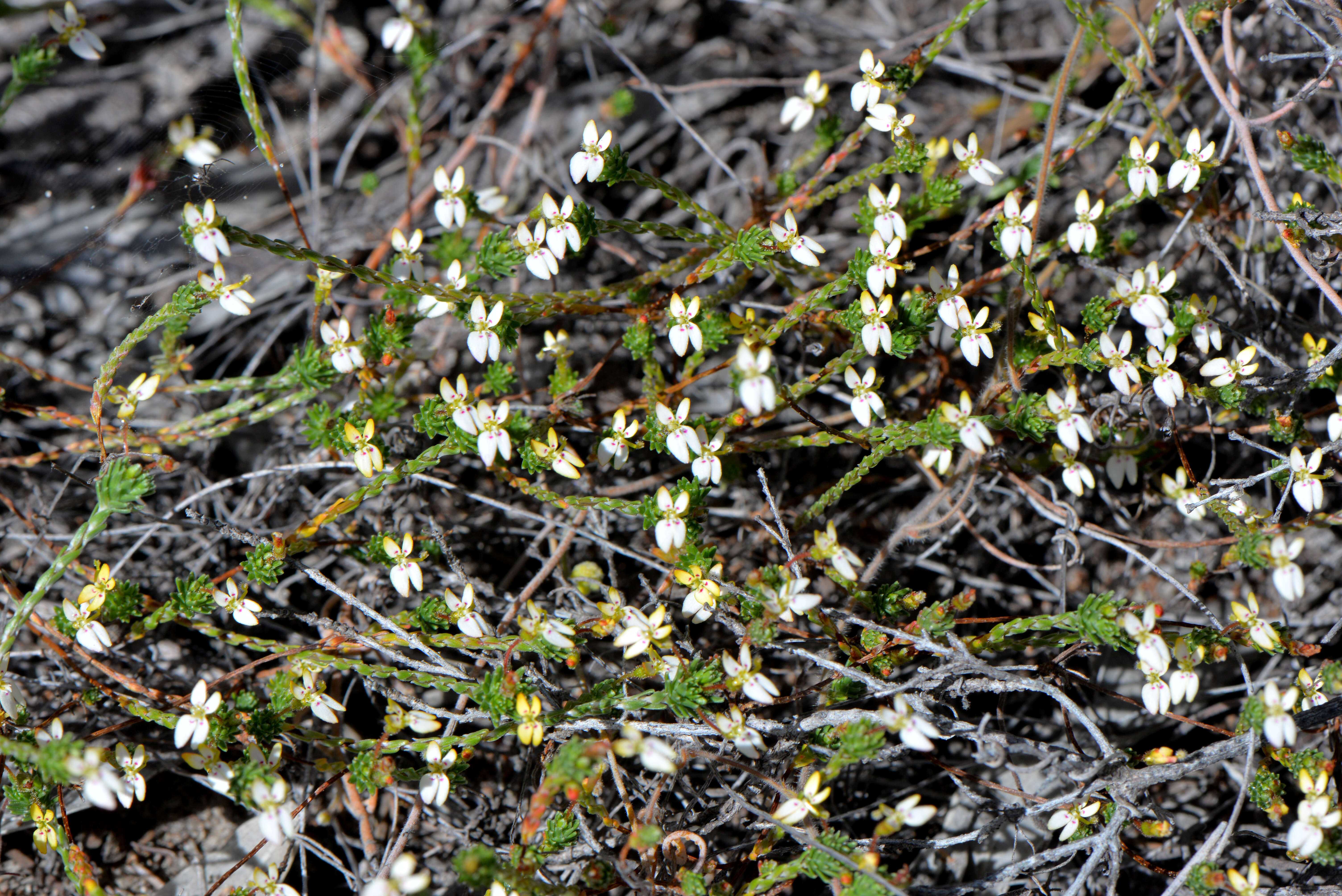 Image of Stylidiaceae