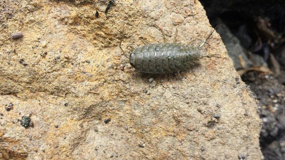 Image of <i>Ligia occidentalis</i> (Dana 1853)