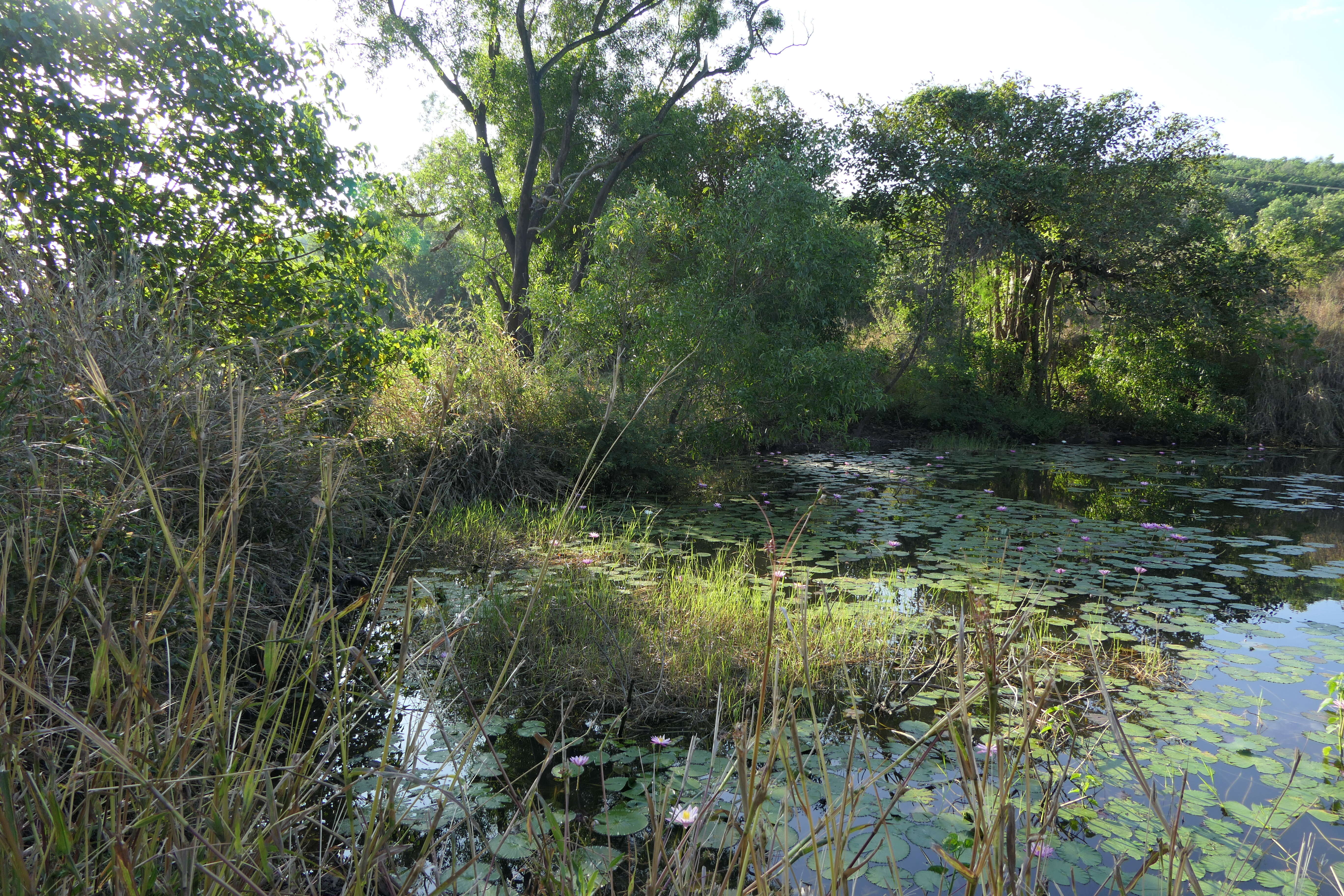 Image of waterlily