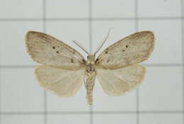 Image of Eugoa grisea Butler 1877