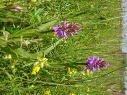 Image of Yellow rattle