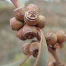 Image of Eucalyptus micranthera F. Müll. ex Benth.