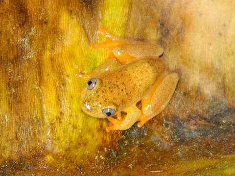 Imagem de Heterixalus alboguttatus (Boulenger 1882)