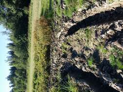 Image de Pourpier des Marais