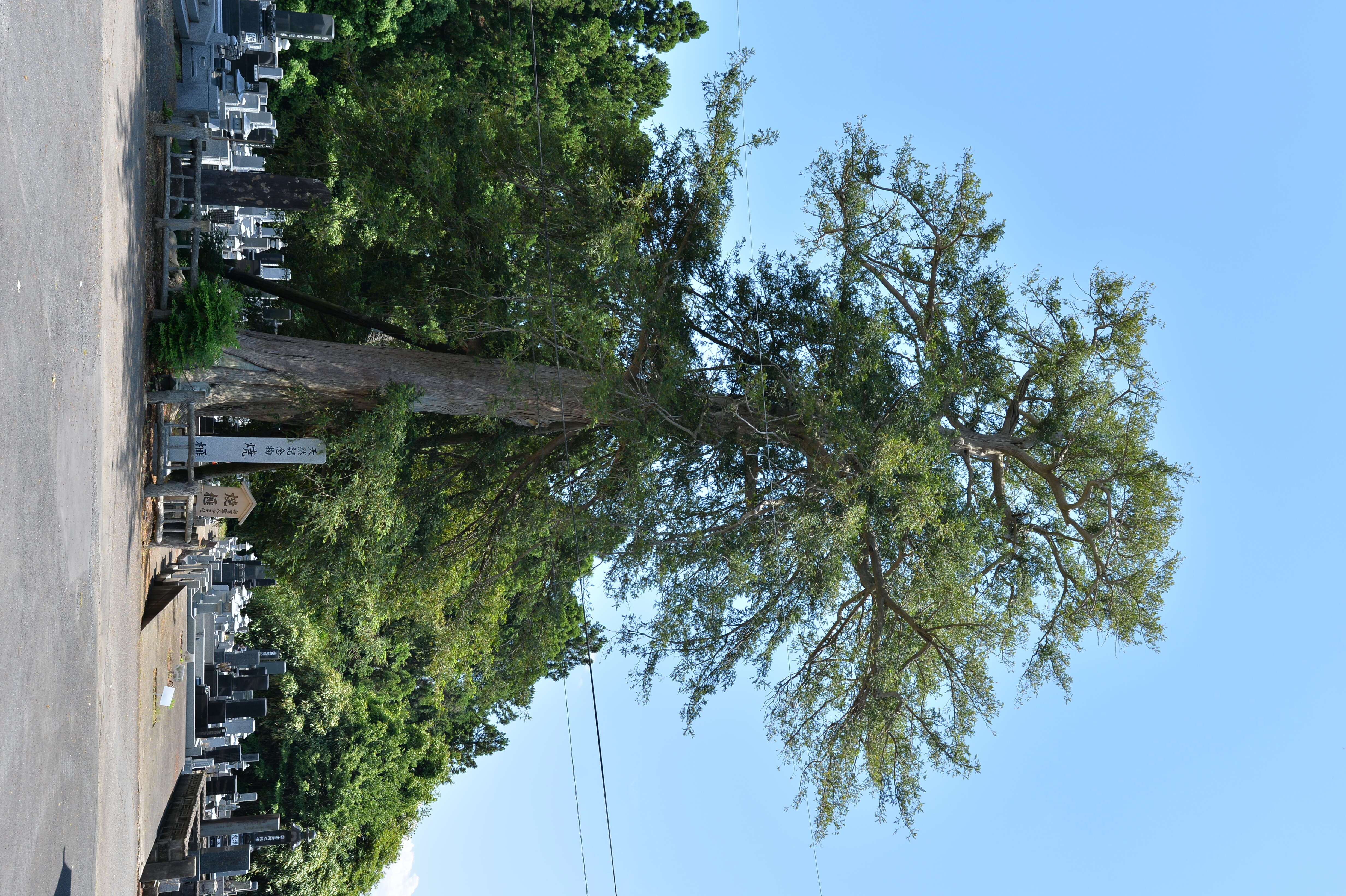 Image of Japanese Nutmeg Tree