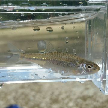 Image of Notropis stramineus