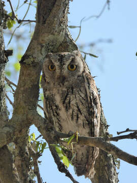 Image of African Scops Owl