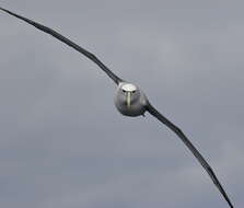 Image of Shy Albatross