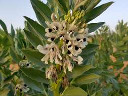 Image of Broad Bean