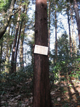 Image of <i>Chamaecyparis obtusa</i>