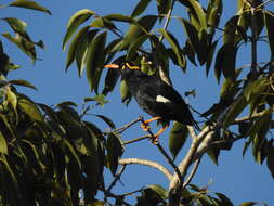 Image of Southern Hill Myna