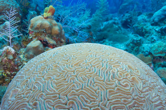 Image of Boulder Brain Coral