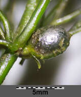 Image of Soft Hornwort