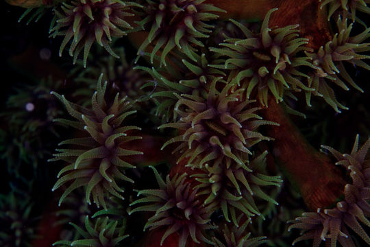 Image of Tubastraea diaphana (Dana 1846)