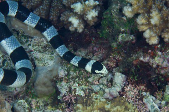 Image of Banded sea krait